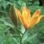 Giglio rosso - Lilium croceum