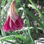 Aglio Insubrico - Allium insubricum