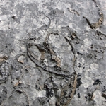 Fossile di Conchodon dalla caratteristica sezione a forma di cuore