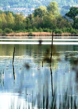 lago di alserio